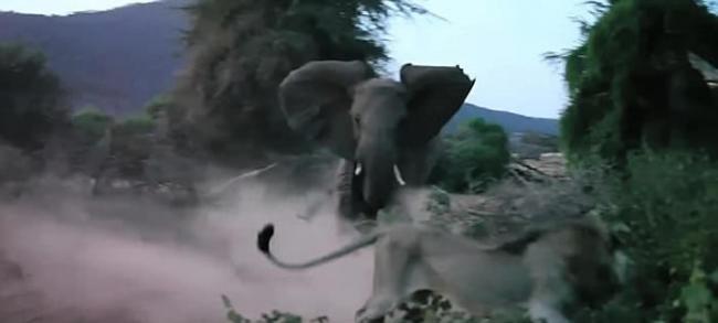 肯尼亚大象妈妈护子 万兽之王狮子落荒而逃