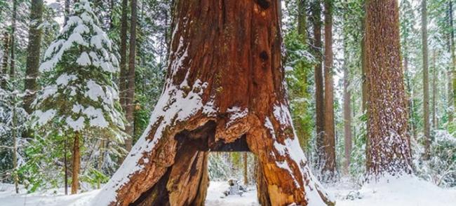 美国加州卡拉韦拉斯大树公园相传屹立千年的“隧道树”