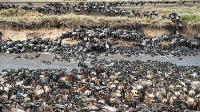 肯尼亚马赛马拉8万牛羚大迁徙 两斑马误闯入群你能不能找到？
