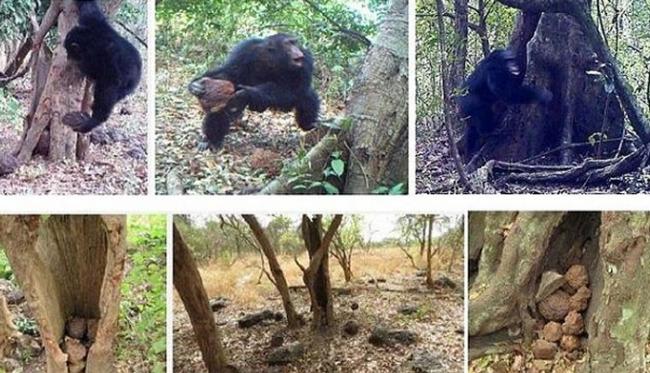 德国科学家发现西非黑猩猩会把石块敲掷在树上，似人类宗教仪式