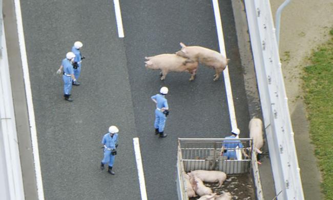 日本阪神高速公路上19只猪脱逃 有2头在交通警察面前当场交配
