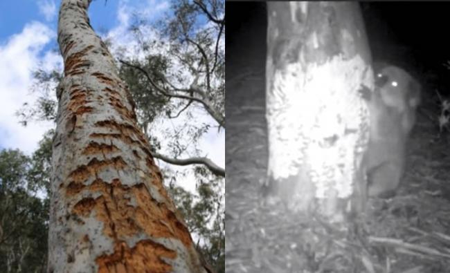 研究人员先在尤加利树上发现咬痕（左图），细查下原来是树熊咬食所致（右图）。