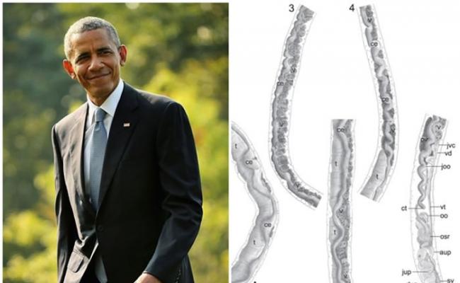 普莱特以美国总统奥巴马（左图）的名字，来命名其发现的寄生虫（右图）。