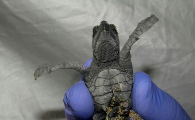 专家把死去的红海龟从大红海龟的胸口上移除。