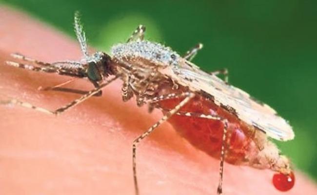 研究指一种超级抗药性疟疾病菌正在东南亚蔓延。