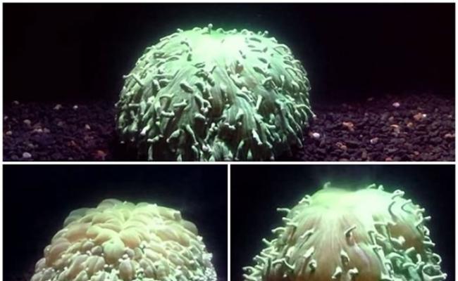 科学家首次录得珊瑚因水温上升受压，引致“漂白”的过程。
