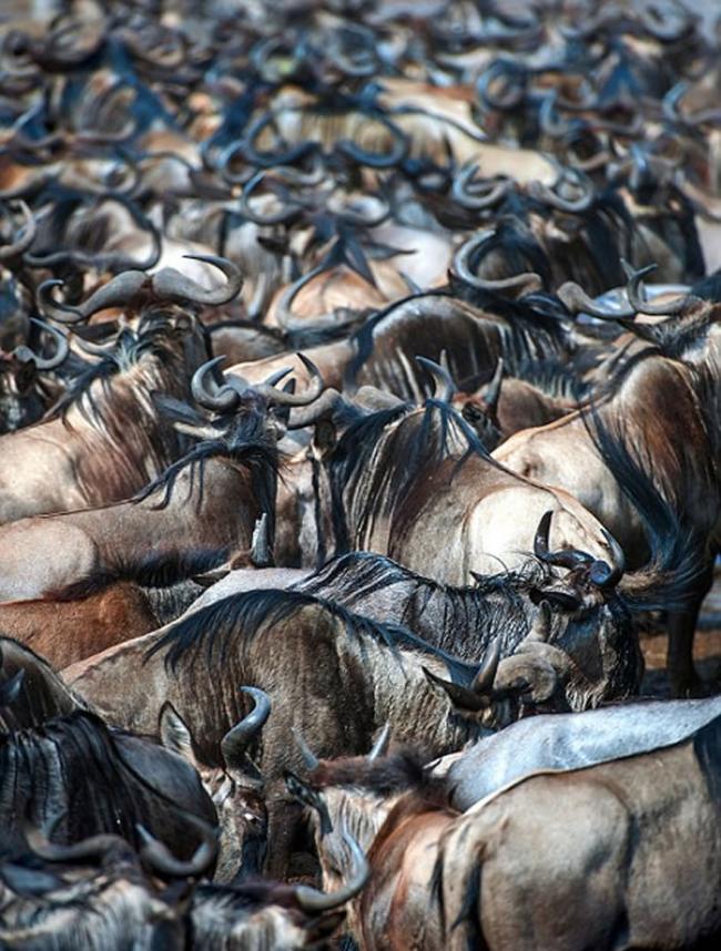 肯尼亚马赛马拉8万牛羚大迁徙