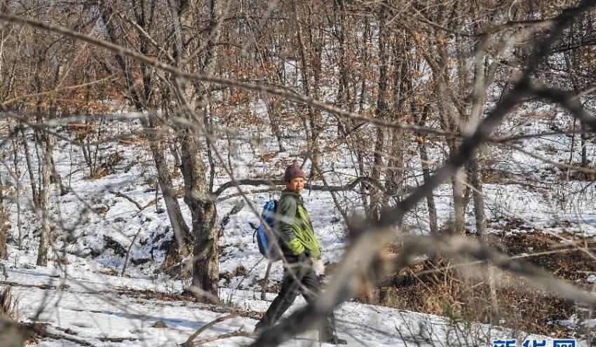 刘民才在吉林省珲春市东北部山区内搜寻猎套（1月15日摄）。
