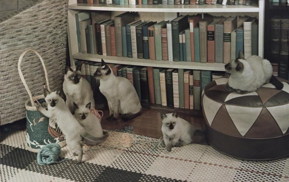 暹罗成猫看着它们的幼猫玩毛线球。很多动物可以根据气味或声音，认出它们的家族成员。 PHOTOGRAPH BY WILLIARD CULVER, NATIONAL