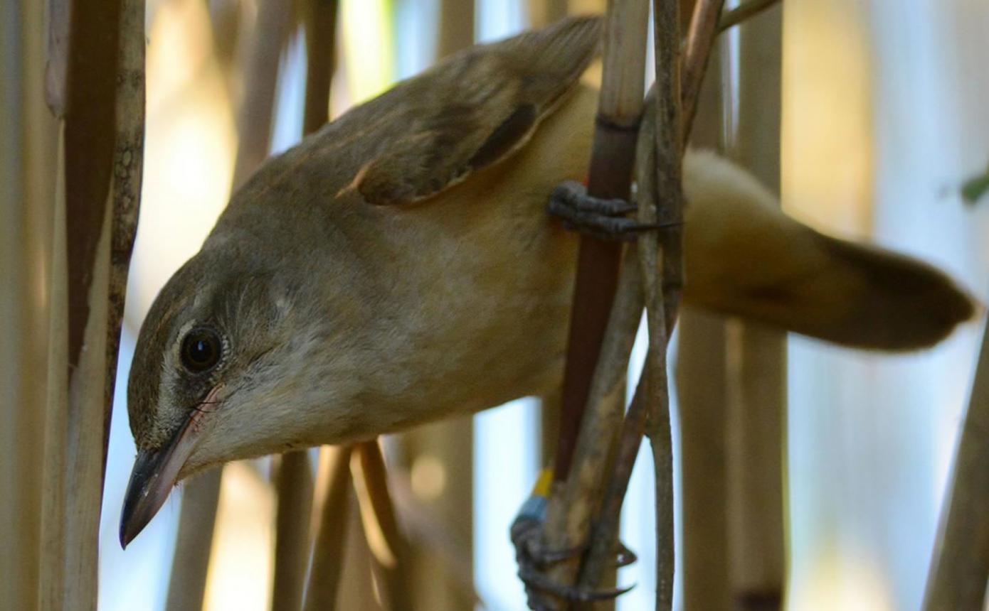 疟疾不会让大苇莺失去繁殖后代的能力，却会减少它们的寿命以及繁殖的幼鸟数量。