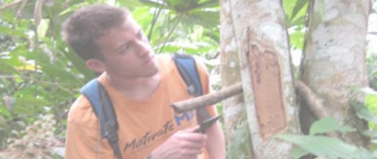 亚马逊雨林发现一种菌类“鲁夫杀手菇”专吃橡胶维生