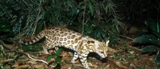 巴西东北部发现虎猫新物种