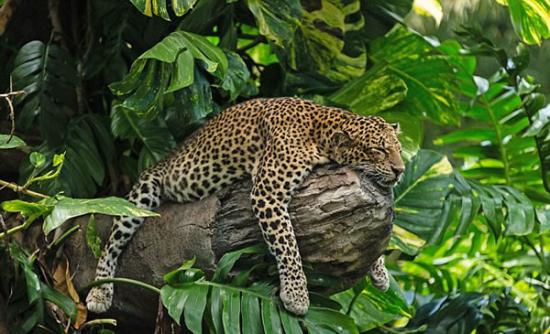 印度尼西亚巴厘岛野生动物园爪哇豹午后小憩