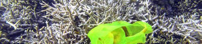 塑胶物品令珊瑚礁的患病风险从4%增大至89%