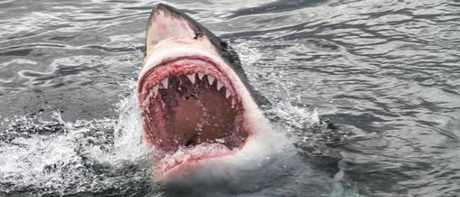 鲨鱼袭击法国新喀里多尼亚岸边的一名男孩