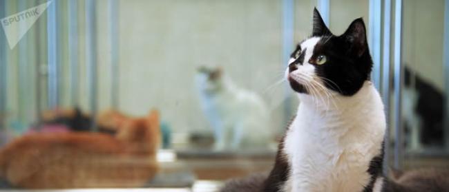 日本科学家：猫咪对自己的名字有反应