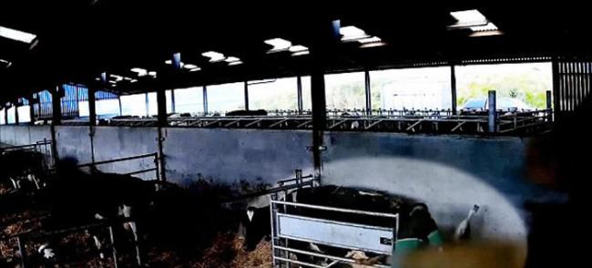 英国萨默塞特郡19岁农场学徒因为失恋把乳牛打到吐血身亡