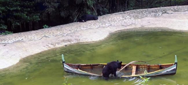 黑熊将舟弄翻，随后翻出舟外。