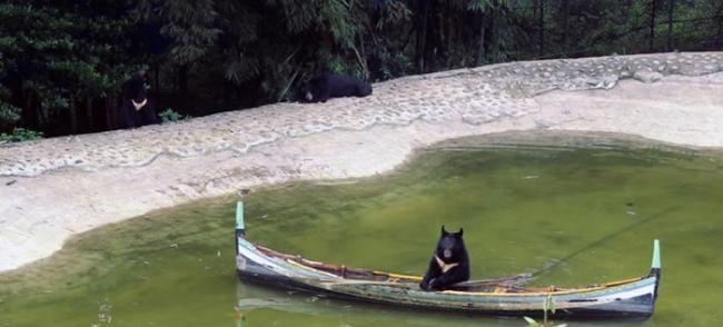 黑熊跑到湖面一艘陈旧的独木舟上玩耍。
