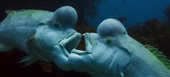英国BBC自然生态纪录片《蓝地球》：太平洋发现变性亚洲羊头濑鱼