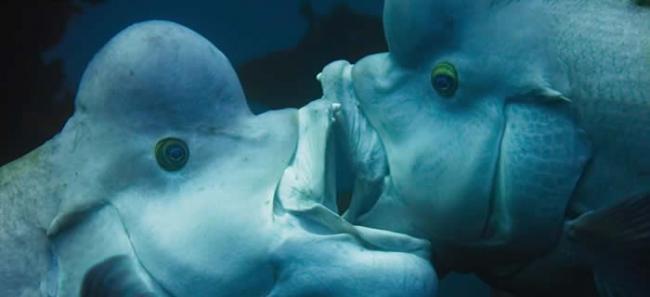 英国BBC自然生态纪录片《蓝地球》：太平洋发现变性亚洲羊头濑鱼