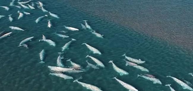摄影师在加拿大索默塞特岛拍摄到2000多头白鲸嬉戏