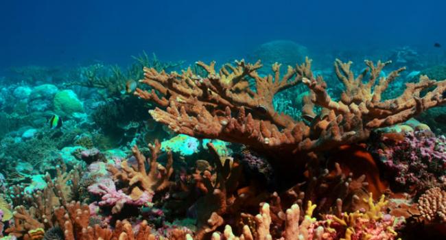 古巴海域成珊瑚礁研究新圣地