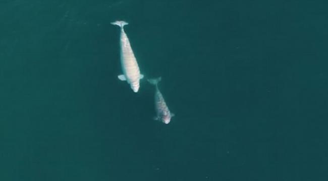 摄影师在加拿大索默塞特岛拍摄到2000多头白鲸嬉戏