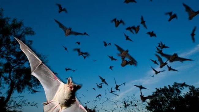 美国德州梅森郡，倾巢而出的墨西哥游离尾蝠。 PHOTOGRAPH BY JOEL SARTORE, NATIONAL GEOGRAPHIC CREATIVE