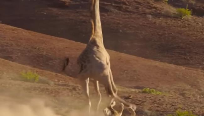 BBC行星地球（地球脉动）II：草原狮子试图想掠食长颈鹿被踢翻在地