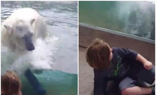 美国纽约动物园北极熊隔着玻璃“猛扑” 男童吓倒地上