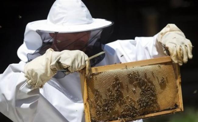 克罗地亚研究训练蜜蜂协助搜寻未爆地雷。