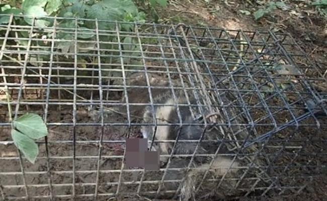 德文郡发现一只失血过多而死的獾。