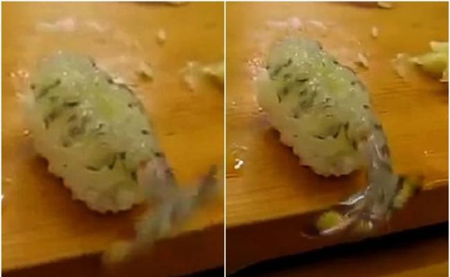 做成寿司的海虾没有虾头但虾尾仍然可以左右摆动