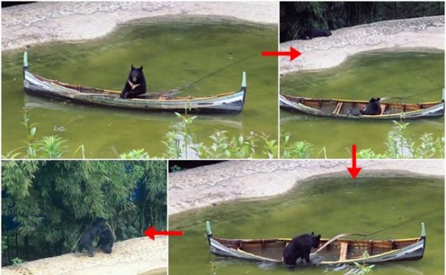 黑熊模仿人类划独木舟，过程十分有趣。