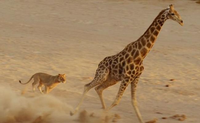 BBC行星地球（地球脉动）II：草原狮子试图想掠食长颈鹿被踢翻在地
