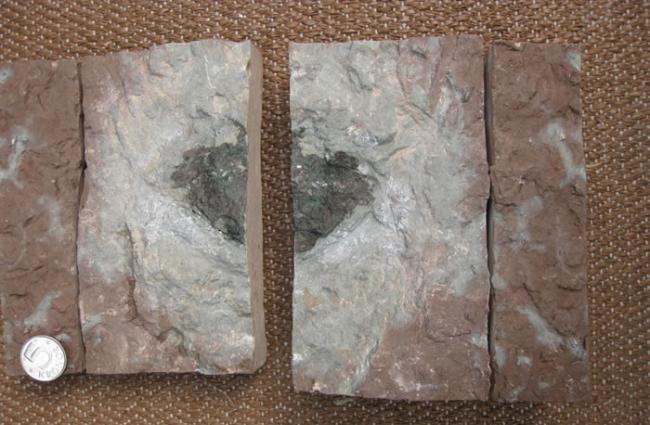 瑞典石灰石采矿场发现4.7亿年前落到地球上的新类型陨石“东方65号”