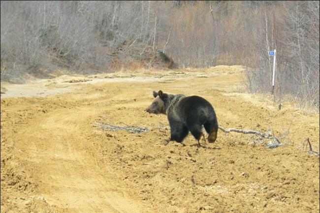 俄罗斯萨拉林北部油田有熊出没