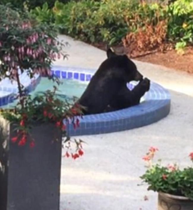 加拿大北温哥华男子听到家中后院有声响 查看发现黑熊竟然在泳池泡澡
