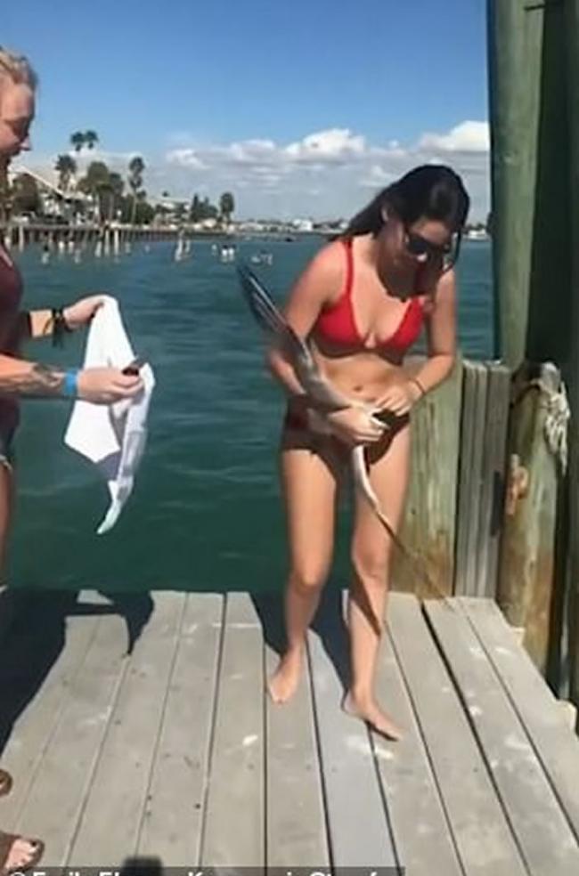 美国佛罗里达州圣彼得海滩海鸥被塑胶带所缠动弹不得 热心女游客解救