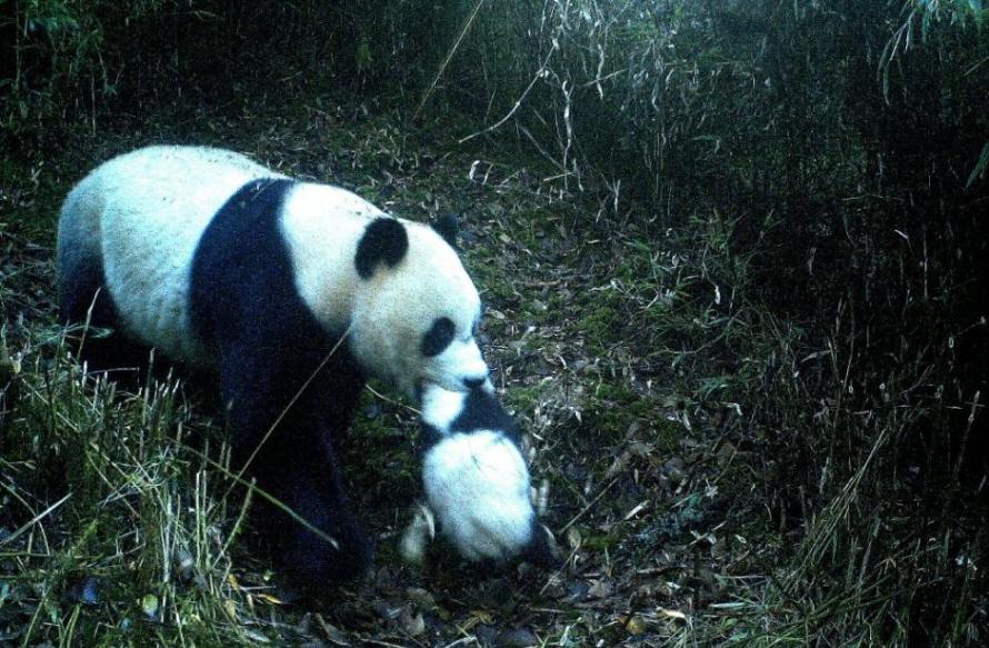九寨沟首次拍到野生大熊猫母子同游的场景
