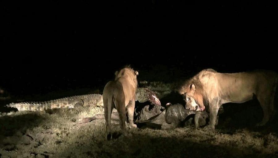 南非克鲁格国家公园饥饿鳄鱼要从雄狮口中夺食最终被击退