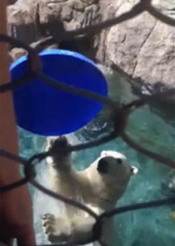 动物园北极熊帮游客捡飞盘