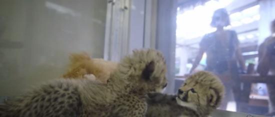 美国加州圣地牙哥野生动物园迎接两只新生命猎豹宝宝