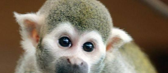 德国一家动物园里的“情圣”猴子普鲁斯