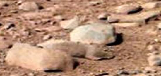 “好奇号”在火星发现仓鼠和蜥蜴？！
