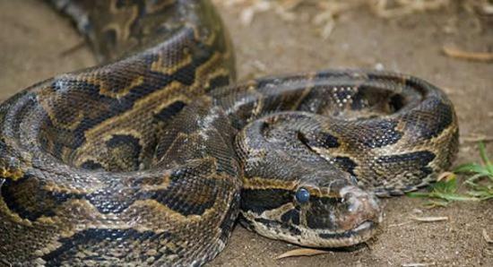 长久以来，人们一直认为蟒蛇杀死猎物的方式是通过窒息来切断猎物的氧气供给。但事实上，科学家发现蟒蛇其实是在切断猎物的血液供给之后慢慢导致猎物的心脏坏死。