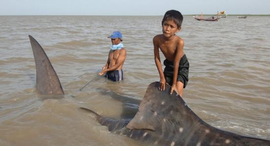 印尼爪哇岛一名男孩骑在一头鲸鲨背部