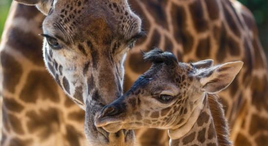 美国加州圣地牙哥动物园小长颈鹿及时出世迎世界长颈鹿日