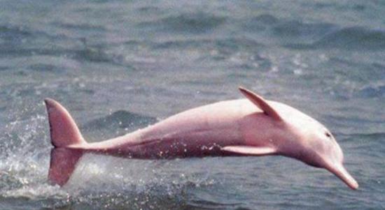 美国加尔卡修湖拍到罕见粉红色宽吻海豚